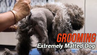 Grooming an EXTREMELY matted dog [upl. by Onoitna]