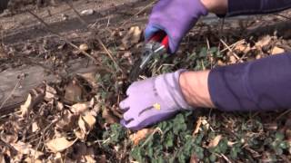 How to Cut Back Catmint in Spring [upl. by Alikat]