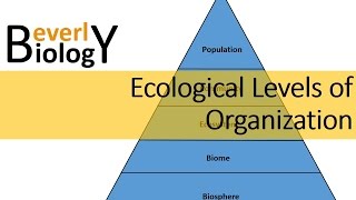 Ecological Levels of Organization [upl. by O'Conner638]