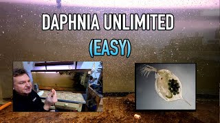 How I Raise Daphnia Water Fleas And You Can Too [upl. by Ymac]