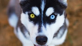 10 Siberian Husky Facts You NEED To Know [upl. by Cale]