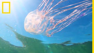 Une méduse géante observée dans la Manche [upl. by Etterb117]