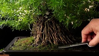 Asparagus Fern Bonsai Style May 2016 [upl. by Otilopih464]