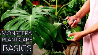 Monstera Deliciosa Plant Care Beginner Swiss Cheese Plant Tips [upl. by Cogen]