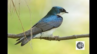 Tree Swallow [upl. by Entwistle921]