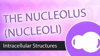 Intracellular Structures The Nucleolus [upl. by Jepson]