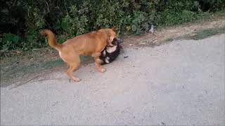 Indian dog dangerous fight [upl. by Bein168]