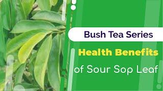 Health Benefits of Sour Sop Leaf Tea  Bush Tea Series  Jamaican Things [upl. by Possing417]