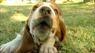 Homer The Basset Hound Puppy Is Way Too Cute [upl. by Ppilihp]