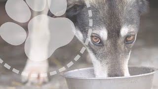 What do sled dogs eat  Mushing Explained [upl. by Luas]