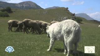 MaremmaAbruzzi Sheepdog Italian Pride ENG TRAILER HD 720p [upl. by Kay]