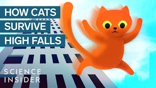 How This Cat Survived A 32Story Fall [upl. by Ecnerewal416]