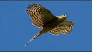 Sparrowhawk Bird Call Bird Song [upl. by Llatsyrk]