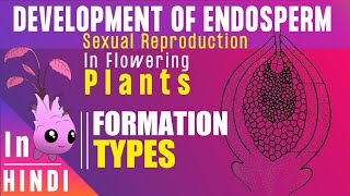 Endosperm ।। Endosperm development Types amp Function ।। BotanyTv [upl. by Aniloj]