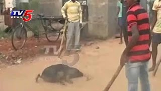 Operation Pig Hunt  Localites Killing Pigs In Eluru  TV5 News [upl. by Dailey]