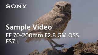 HandsOn l FE 70200mm F28 GM OSS with FS7 II l Sony [upl. by Winikka]