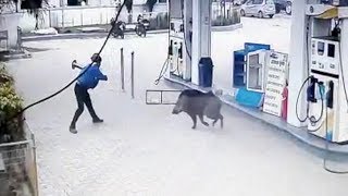 Wild pig runs amok in northern India [upl. by Haggar]