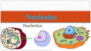 Nucleolus  structure of Nucleolus  functions of Nucleolus [upl. by Wernsman]