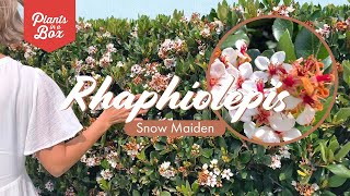 Plant tour Rhaphiolepis Snow Maiden [upl. by Atiz]