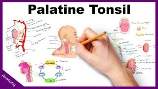 Palatine Tonsil Anatomy Blood supply Nerve supply Functions Applied anatomy [upl. by Oam]