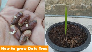 How to Grow Date Palm Tree From Seed 100 success [upl. by Eggleston996]