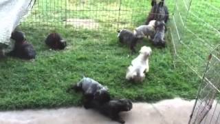 Cute Bouvier des Flandres puppies playing and bouncing [upl. by Uchish684]