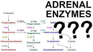 Adrenal Enzyme Deficiencies [upl. by Baelbeer533]