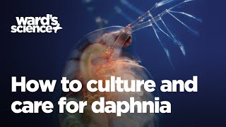 Caring and Culturing for Daphnia [upl. by Chance658]