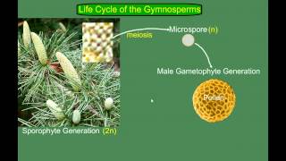 Gymnosperm Pine Life Cycle [upl. by Robyn]