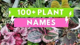 Plant Names and Pictures Plant Identification [upl. by Trovillion]