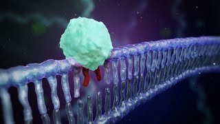 DNA Damage Response [upl. by Stander]