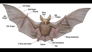 Bat Anatomy [upl. by Auric]