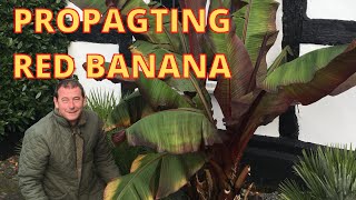 Red Banana Propagation [upl. by Bainbridge]