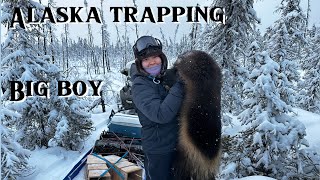 Alaska Trapping Series  Wolverine Trapping Date [upl. by Hogen]