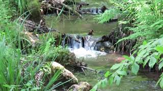 ARDENNEN  115 km wandelen tussen Remouchamps en Aywaille  BELGIUM [upl. by Canning178]