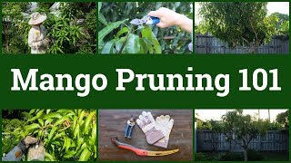 Mango Pruning 101 [upl. by Nylednarb]