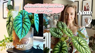 Alocasia Dragon Scale Care Tips [upl. by Jaco291]