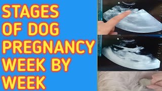 Stages Of A Dogs Pregnancy Week By Week  Reine O [upl. by Zillah]