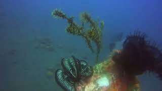 ghost pipefish amed [upl. by Teragram]