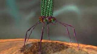 Finding and Isolating Phages [upl. by Uel426]