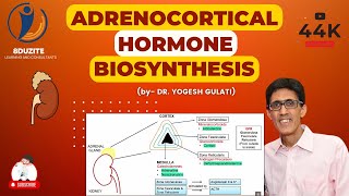 Adrenocortical Hormone Biosynthesis [upl. by Viv]