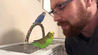 Teaching the parakeets to talk [upl. by Anibas]