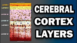 Cerebral Cortex Layers [upl. by Lesser]