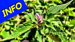 Anise Hyssop Herb INFO [upl. by Marijane]