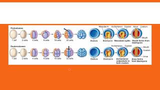 Protostomes vs Deuterostomes [upl. by Otirecul138]