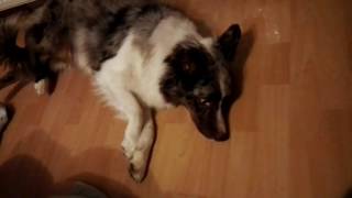 Epilepsie Hund Australian Shepherd Krampf Anfall [upl. by Modnarb921]