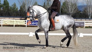 ANDALUSIAN HORSE WITH PASSAGE AND PIAFFE [upl. by Alis]