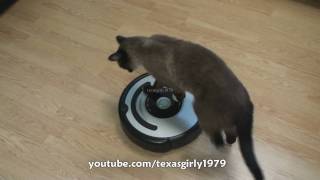 Cat shows HOW TO use iRobot Roomba Vacuum [upl. by Alake466]