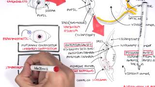 Anatomy  Eye Overview [upl. by Lisle]