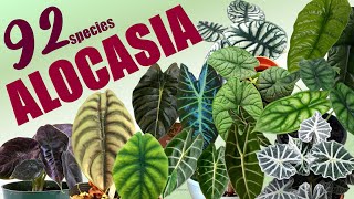 92 ALOCASIA SPECIES  HERB STORIES [upl. by Ainala775]